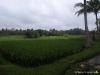 ubud_13