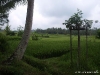 ubud_15