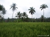 ubud_26