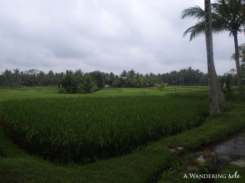 ubud_13