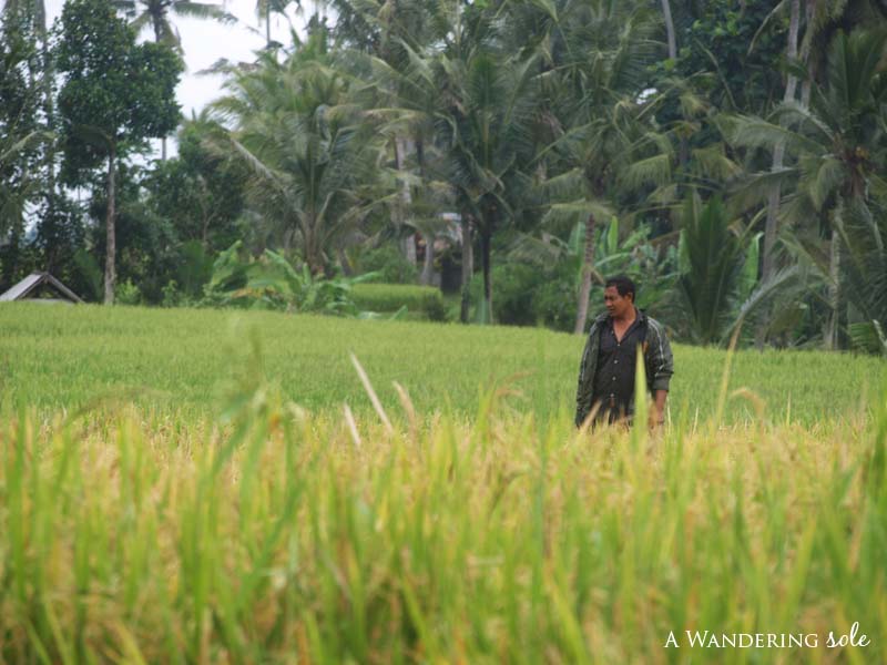 ubud_24