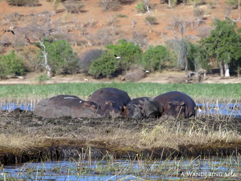 chobe_safari_botswana_07