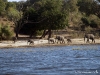 chobe_safari_botswana_05
