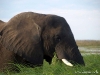 chobe_safari_botswana_10