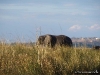 chobe_safari_botswana_