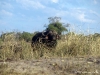 chobe_safari_botswana_29