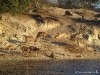 chobe_safari_botswana_32