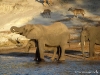 chobe_safari_botswana_34