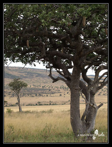 Sausage Tree