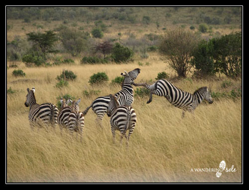 Bucking zebra