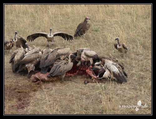 Vulchers feeding