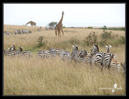 Zebras and giraffes