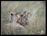 Lions