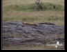 Lions sunning