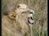 Roaring Lion