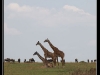 Three giraffes