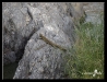 Lizard