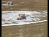 Hippo
