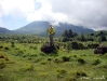 gorillas_03