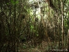 gorillas_08
