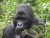 gorilla_24